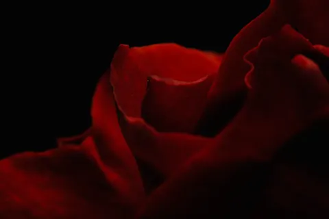 Fondo de pantalla Rosa 4K · flowers · 3840×2560