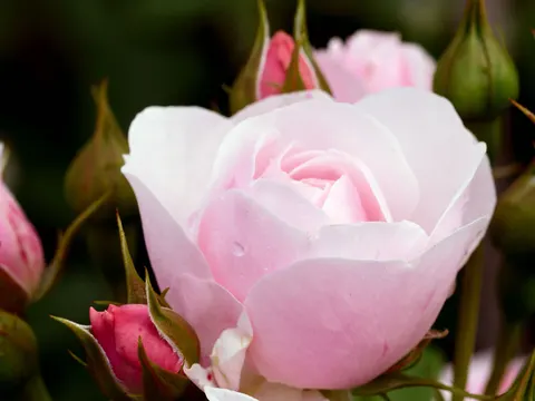 Rose 4K Wallpaper · flowers · 3840×2880