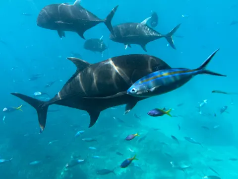 Обои Глубокий синий 4K · underwater · 3840×2880