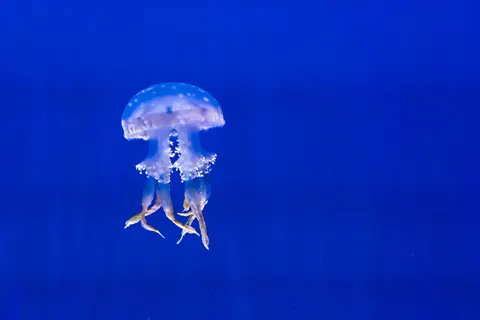 Обои Глубокий синий 4K · underwater · 3840×2560