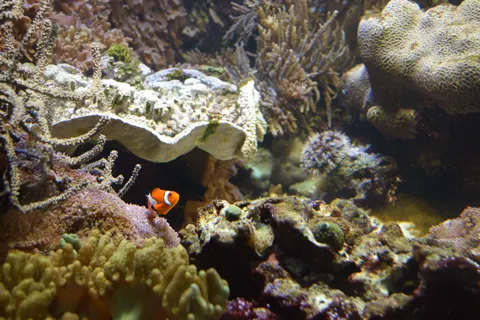 Coral Reef 4K Wallpaper · ocean · 3840×2560