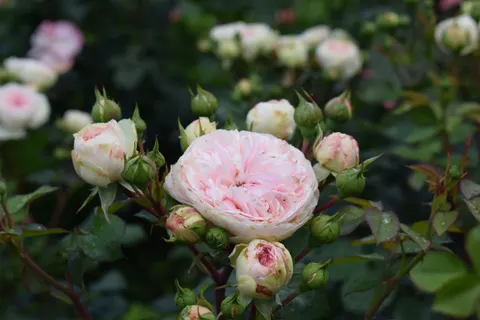 Rose 4K Wallpaper · flowers · 3840×2560