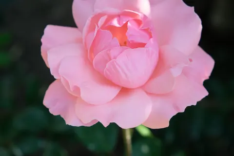Rose 4K Wallpaper · flowers · 3840×2560