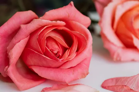 Rose 4K Wallpaper · flowers · 3840×2560