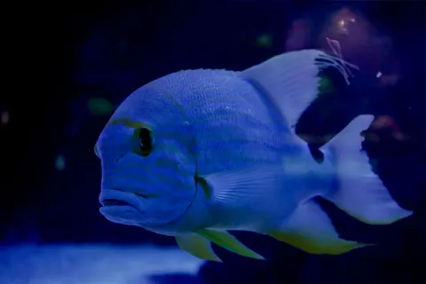 Обои Глубокий синий 4K · underwater · 3840×2560