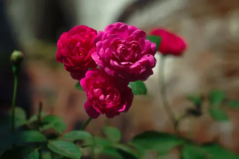 Rose 4K Wallpaper · flowers · 3840×2560