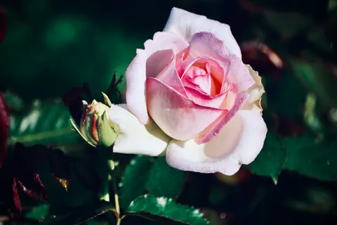 玫瑰 4K壁纸 · flowers · 3840×2560