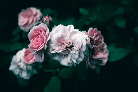Rose 4K Hintergrundbild · flowers · 3840×2560