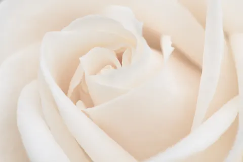 خلفية وردة بدقة 4K · flowers · 3840×2560