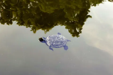 Fond d'écran Tortue qui nage 4K · underwater · 3840×2560