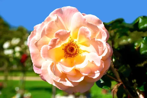 Rose 4K Hintergrundbild · flowers · 3840×2560