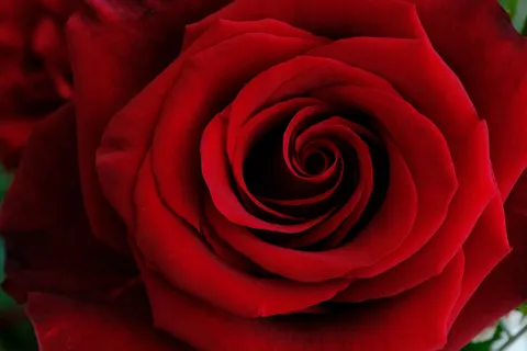Rose 4K Wallpaper · flowers · 3840×2560