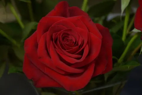 Rose 4K Wallpaper · flowers · 3840×2560
