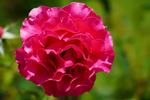 Rose 4K Hintergrundbild · flowers · 3840×2560