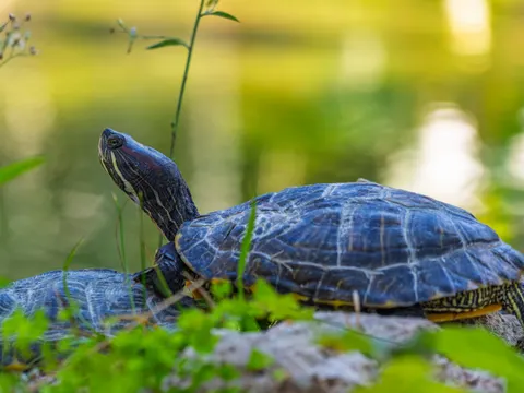 Swimming Turtle 4K Wallpaper · underwater · 3840×2880