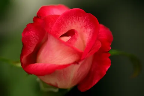 Rose 4K Hintergrundbild · flowers · 3840×2560