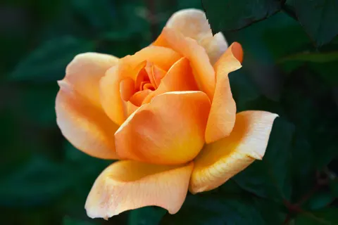 Rose 4K Hintergrundbild · flowers · 3840×2560