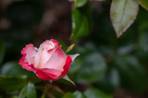 장미 4K 배경화면 · flowers · 3840×2560