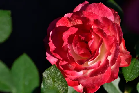 خلفية وردة بدقة 4K · flowers · 3840×2560