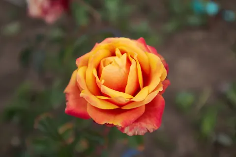 خلفية وردة بدقة 4K · flowers · 3840×2560