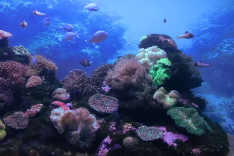 산호초 4K 배경화면 · ocean · 3840×2560