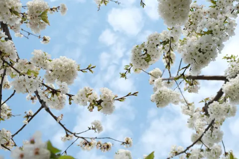 Cherry Blossom 4K Wallpaper · nature · 3840×2560