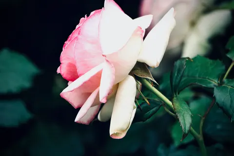 خلفية وردة بدقة 4K · flowers · 3840×2560