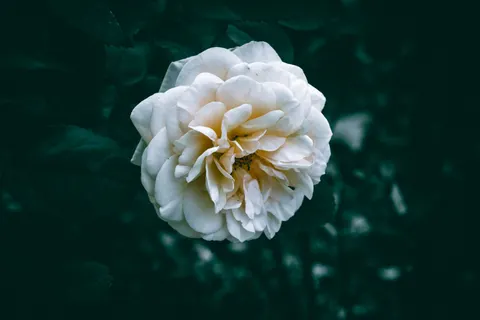 장미 4K 배경화면 · flowers · 3840×2560