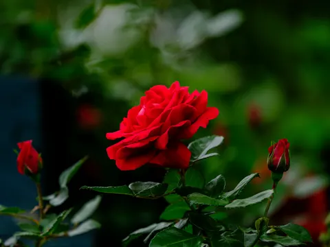 Rose 4K Hintergrundbild · flowers · 3840×2880