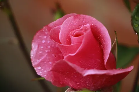 玫瑰 4K壁纸 · flowers · 3840×2560