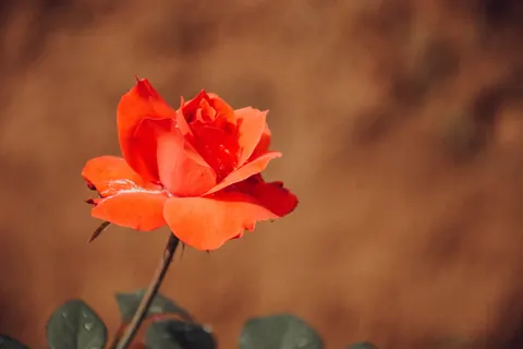 Rose 4K Wallpaper · flowers · 3840×2560