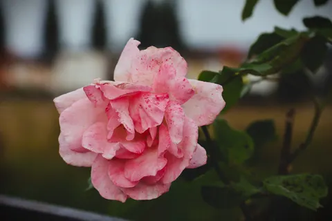 Rose 4K Hintergrundbild · flowers · 3840×2560