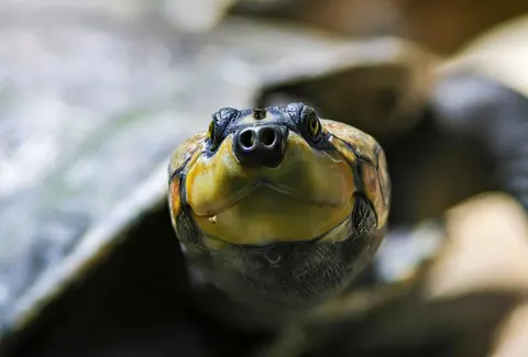 Swimming Turtle 4K Wallpaper · underwater · 3840×2602