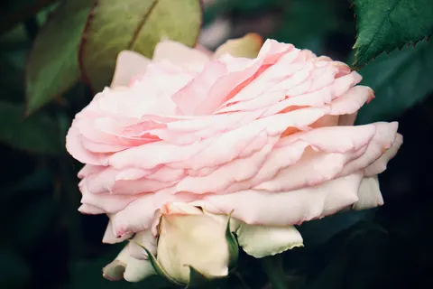 장미 4K 배경화면 · flowers · 3840×2560