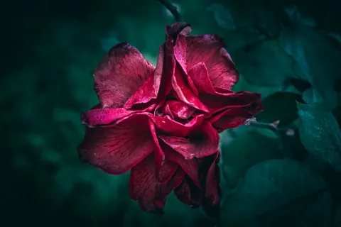 장미 4K 배경화면 · flowers · 3840×2560