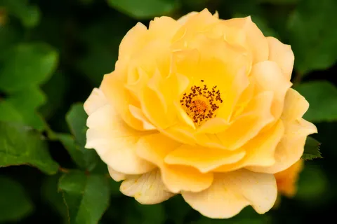 خلفية وردة بدقة 4K · flowers · 3840×2560