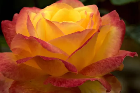 Fond d'écran Rose 4K · flowers · 3840×2560