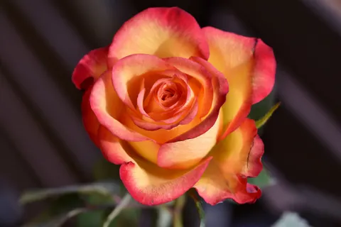 Rose 4K Wallpaper · flowers · 3840×2560