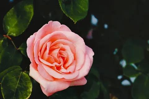 Rose 4K Wallpaper · flowers · 3840×2560