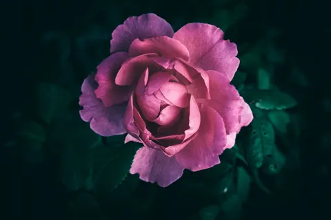 Rose 4K Hintergrundbild · flowers · 3840×2560