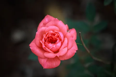 玫瑰 4K壁纸 · flowers · 3840×2560