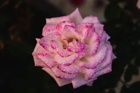 Rose 4K Wallpaper · flowers · 3840×2560
