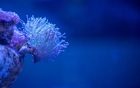 Wallpaper Terumbu Karang 4K · ocean · 3840×2442