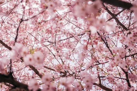 樱花 4K壁纸 · nature · 3840×2560