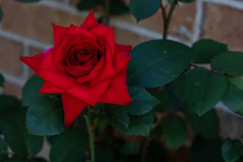 Rose 4K Wallpaper · flowers · 3840×2560