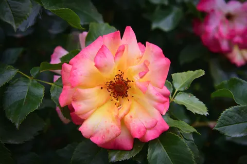 Rose 4K Wallpaper · flowers · 3840×2560
