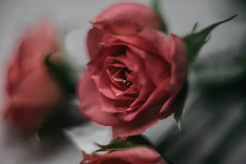 玫瑰 4K壁纸 · flowers · 3840×2563