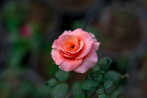 Fondo de pantalla Rosa 4K · flowers · 3840×2560