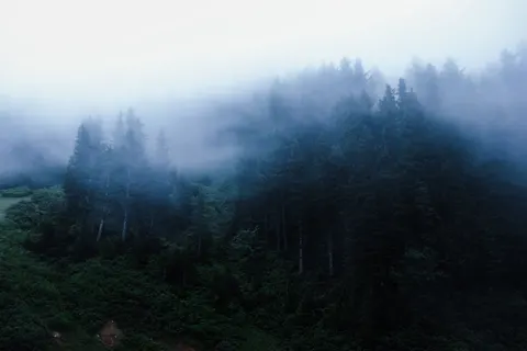 Foggy Forest 4K Wallpaper · nature · 3840×2560