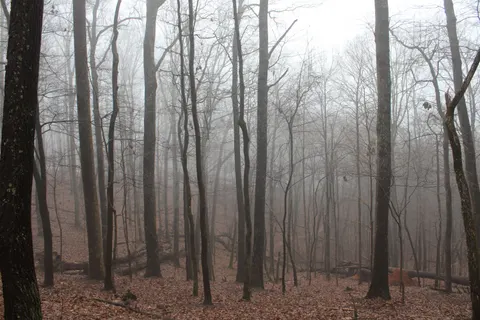 Foggy Forest 4K Wallpaper · nature · 3840×2560